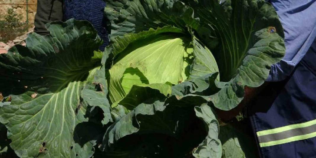 Yüksek kesimlerden gelen lezzetler kışa hazırlanıyor! İmece usulü yapılıyor, kışın çok fazla ihtiyaç duyuluyor 4